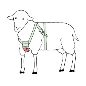 Полиамидна сбруя за маркиране на разплода на овце, закопчаване с катарами - изображение 1 2