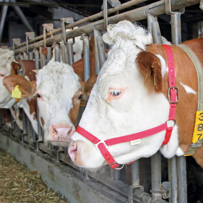 Оглавник (юлар) за коне, крави и бикове, червен - изображение 3