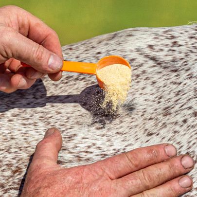 Чесън на прах срещу насекоми, 1 кг - изображение 9
