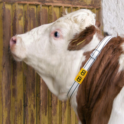 Нашийник за крави, 130 × 4 см - изображение 7