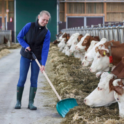 Лопата за обработка на фураж, без дръжка - изображение 9