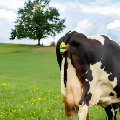 Сензор за отелване, Moocall - изображение 11