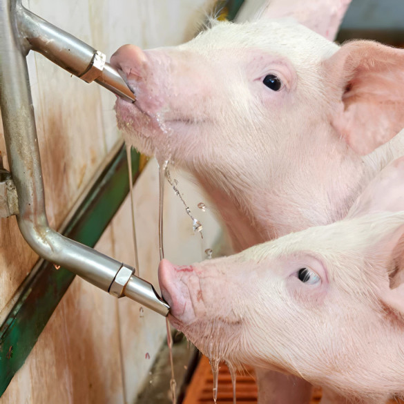 Нипел поилка с резба 1/2', за свине, с нипел 1/2' - изображение 8