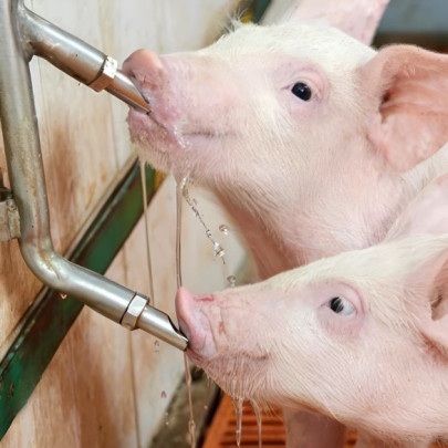 Нипел поилка с резба 1/2', за свине, с нипел 1/2' - изображение 8